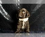 Small Photo #72 Cocker Spaniel Puppy For Sale in WARSAW, IN, USA