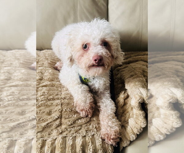 Medium Photo #1 Poodle (Miniature) Puppy For Sale in Marina Del Rey, CA, USA