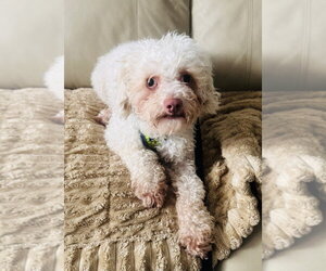 Poodle (Miniature) Dogs for adoption in Marina Del Rey, CA, USA