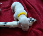 Small Photo #11 Dalmatian Puppy For Sale in ROGERS, MN, USA