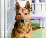Small #1 German Shepherd Dog Mix