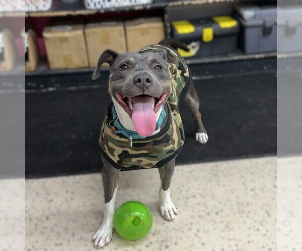 Medium Photo #20 American Pit Bull Terrier Puppy For Sale in Fargo, ND, USA