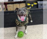 Small #19 American Pit Bull Terrier