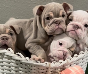 English Bulldog Puppy for sale in MONROEVILLE, PA, USA
