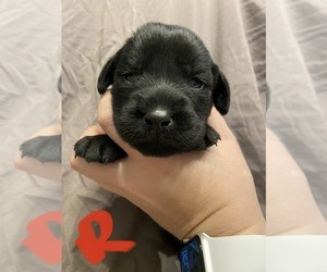 Labradoodle-Labrador Retriever Mix Puppy for sale in CEDAR VALE, KS, USA