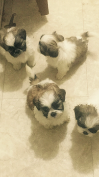 Medium Photo #1 Shih Tzu Puppy For Sale in PLYMOUTH, MI, USA