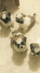 Small Photo #1 Shih Tzu Puppy For Sale in PLYMOUTH, MI, USA