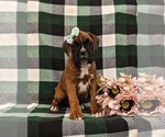 Small Photo #3 Boxer Puppy For Sale in PARADISE, PA, USA
