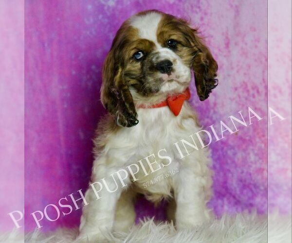 Medium Photo #4 Cocker Spaniel Puppy For Sale in WARSAW, IN, USA