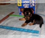 Small Photo #233 Yorkshire Terrier Puppy For Sale in AKRON, OH, USA