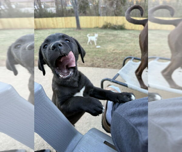 Medium Photo #1 Mutt Puppy For Sale in Candler, NC, USA