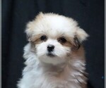 Small #2 Maltipom