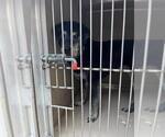 Small Labrador Retriever Mix