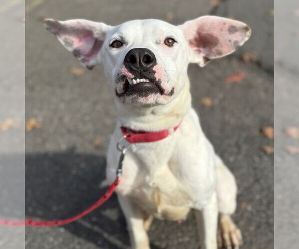 Medium Photo #6 Mutt Puppy For Sale in Canton, CT, USA