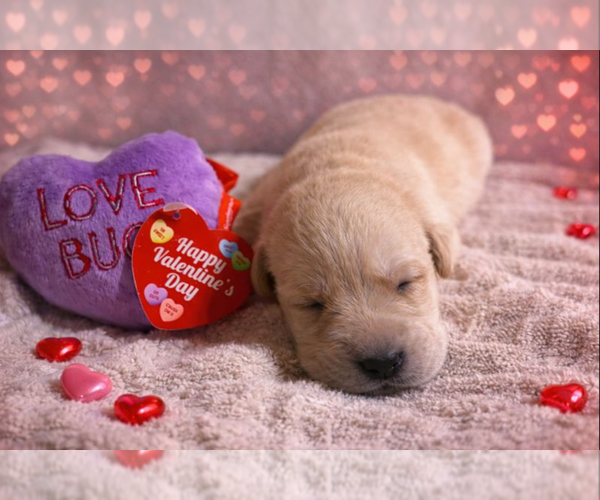 Medium Photo #6 Labrador Retriever Puppy For Sale in HIGH POINT, NC, USA