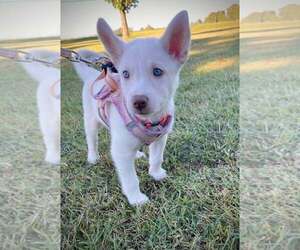 Siberian Husky Dogs for adoption in Holly Springs, NC, USA