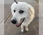 Small #7 Great Pyrenees
