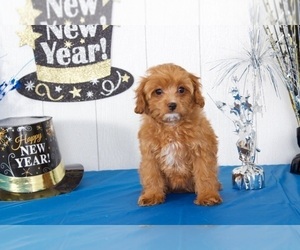 Cavapoo Puppy for sale in MOUNT VERNON, OH, USA