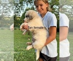 Small Photo #8 Great Pyrenees Puppy For Sale in KIRBYVILLE, MO, USA