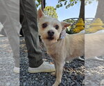 Small #1 Maltese Mix