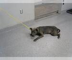 Small Staffordshire Bull Terrier