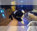 Small #4 Shih Apso
