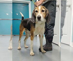 Mutt Dogs for adoption in Brewster, NY, USA