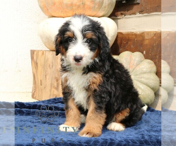 Medium Photo #1 Bernedoodle (Miniature) Puppy For Sale in NARVON, PA, USA