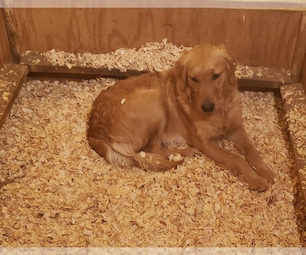 Medium Photo #1 Golden Retriever Puppy For Sale in THAXTON, VA, USA