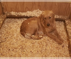 Mother of the Golden Retriever puppies born on 08/08/2022