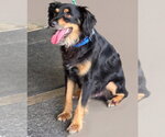 Small #1 Cocker Spaniel-Papillon Mix