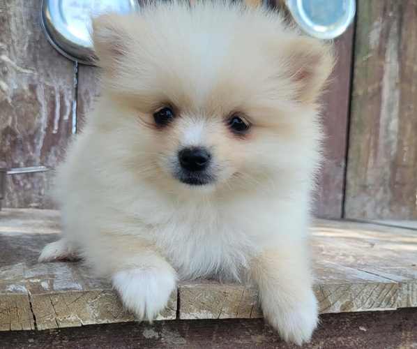 Medium Photo #2 Pomeranian Puppy For Sale in ORRVILLE, OH, USA