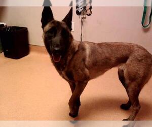 Mutt Dogs for adoption in Martinez, CA, USA