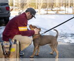 Small #3 American Staffordshire Terrier-Bulldog Mix