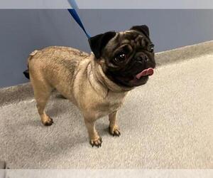 Pug Dogs for adoption in Orange, CA, USA