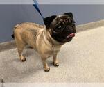 Small Pug