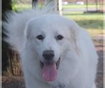 Small Photo #15 Great Pyrenees Puppy For Sale in Spring, TX, USA