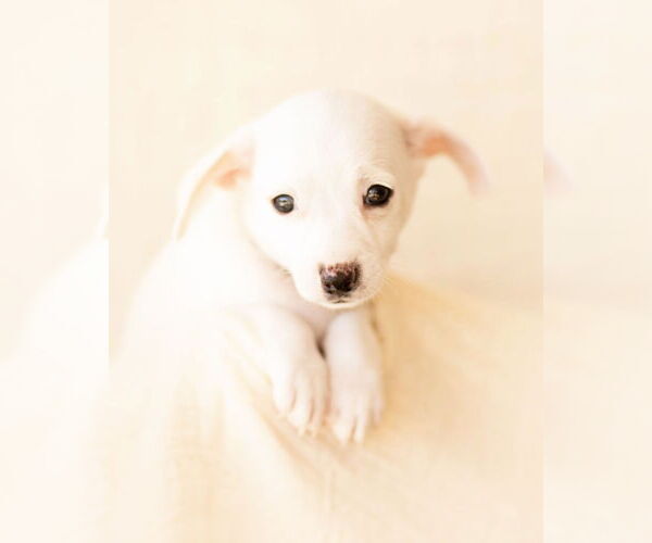 Medium Photo #3 Dachshund Puppy For Sale in Corona, CA, USA