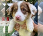 Small Photo #1 Australian Shepherd Puppy For Sale in MALIBU, CA, USA