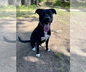 Bluebell - Female German Shepherd Dog-Unknown Mix Dog for Adoption - Photo #14