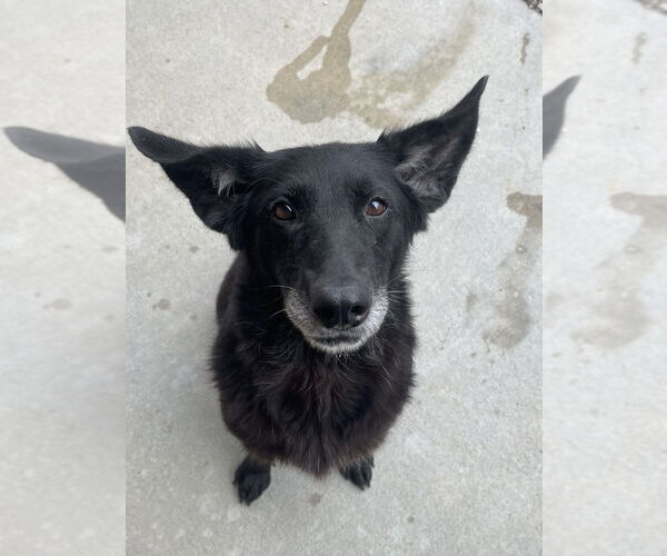 Medium Photo #2 Mutt Puppy For Sale in Bolivar, MO, USA