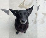 Small #1 Mutt
