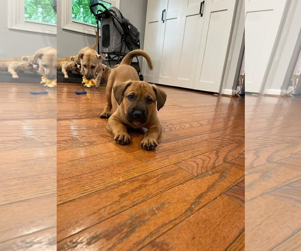Medium Photo #13 Labrador Retriever-Unknown Mix Puppy For Sale in Derwood, MD, USA