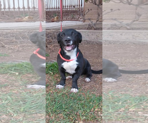 Black Mouth Cur-Labrador Retriever Mix Dogs for adoption in San Diego, CA, USA