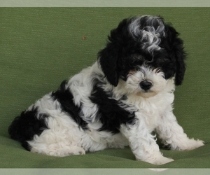Aussiedoodle Miniature  Puppy for sale in FREDERICKSBURG, OH, USA
