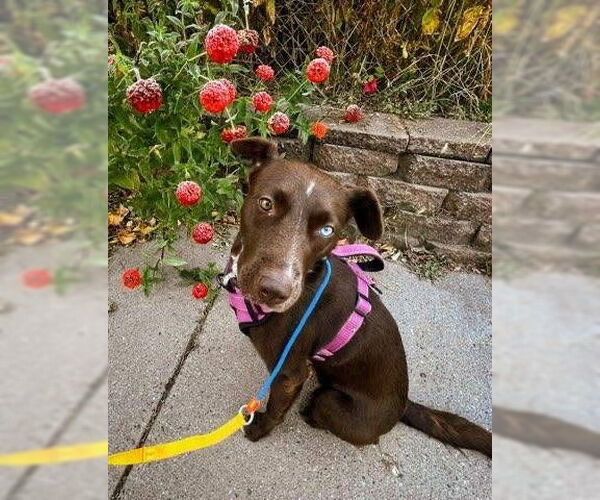 Medium Photo #3 Borador Puppy For Sale in St. Louis Park, MN, USA