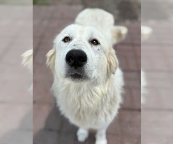Medium Photo #31 Great Pyrenees Puppy For Sale in Houston, TX, USA