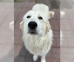 Small #30 Great Pyrenees