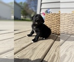 Small Photo #1 Labrador Retriever Puppy For Sale in CHESTERFIELD, MI, USA