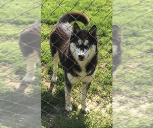 Mother of the Siberian Husky puppies born on 07/19/2019